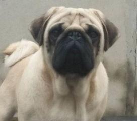 巴哥最新爆料视频,揭秘娱乐圈惊人内幕！